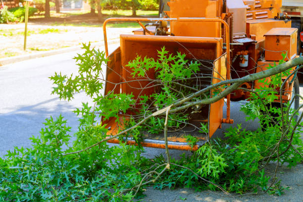 Lawn Watering Services in Harleigh, PA