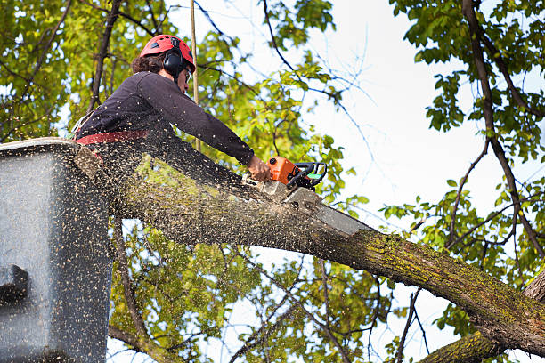 How Our Tree Care Process Works  in  Harleigh, PA